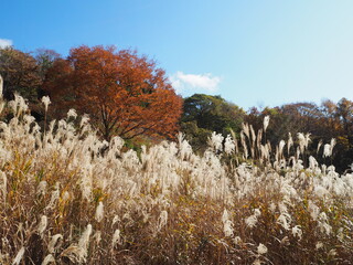 秋の伊吹山の山道