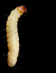 Close-up of a white moth larva on a black