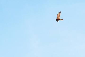 Hawk (Latin Accipitrinae) in flight over the field.	