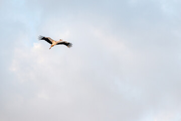 Stork (lat.Ciconia) in flight. The length of the stork from the end of the beak to the tip of the tail is almost 1.3 m.	
