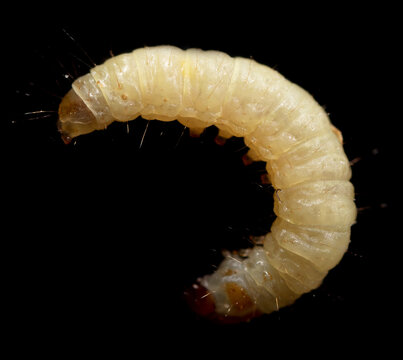 Close-up of a white moth larva on a black