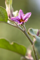 Fototapeta na wymiar Flower on an eggplant plant.
