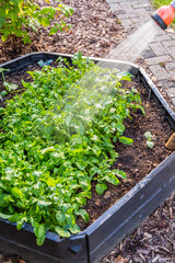 Watering salad in raised bed in garden