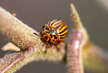 Colorado potato beetle on an eggplant plant.