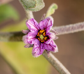 Flower on an eggplant plant.