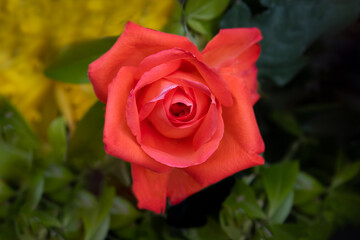 Single Red tea rose in bloom.Photo is a close up looking down on to the flower