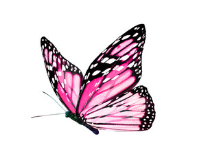 Fototapeta premium Color monarch butterfly , isolated on the white background