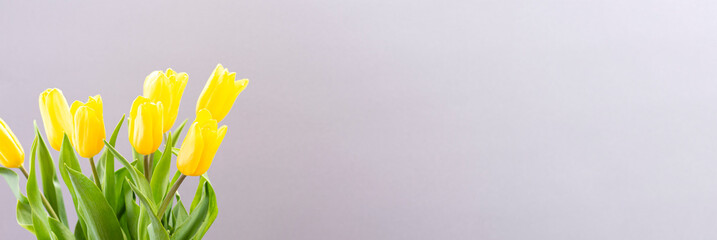 yellow tulips on gray paper background with place for text