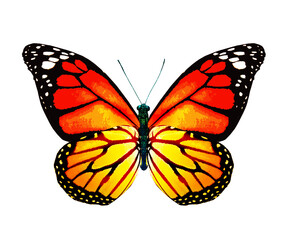 Color monarch butterfly , isolated on the white background © suns07butterfly