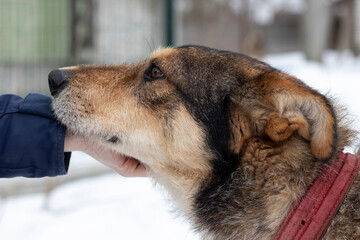 Portrait of senior dog in a shelter. Volunteer strokes a mongrel dog.