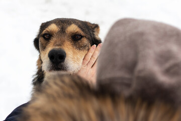 Woman strokes a mongrel dog.