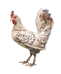 White chicken isolated on white background