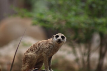 Fototapeta premium meerkat on the lookout