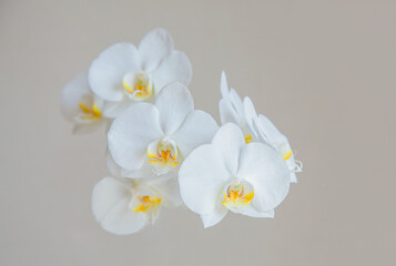 Fototapeta na wymiar Beautiful delicate white orchid flower. Orchid blooming at home.