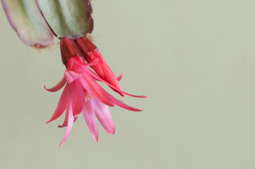 Easter cactus flower on a green background, close up shot