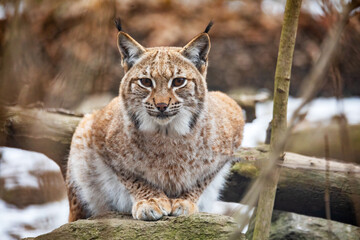 Fototapeta premium portrait of bobcat (Lynx rufus) also called red Lynx hiding in tree during the autumn