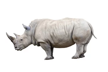Foto auf Acrylglas Rhino rhinoceros standing side view isolated on white background. © ArtushFoto