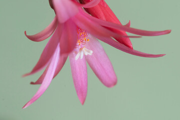 Easter cactus flower on a green background, close up shot