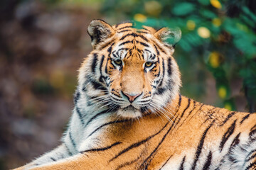 Siberian tiger (Panthera tigris tigris), Amur tiger (Panthera tigris altaica) in the forest