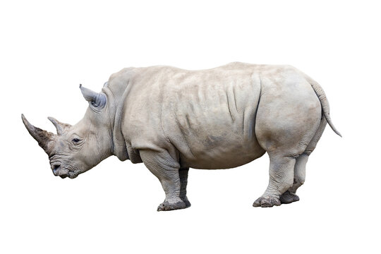 Rhino rhinoceros standing side view isolated on white background.