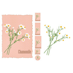 Medicinal plant chamomile vector illustration. Set of chamomilie flower tags on old paper background and without. Different sizes. 50x80, 50x120, 60x120, 50x50, 50 and 420x297 mm