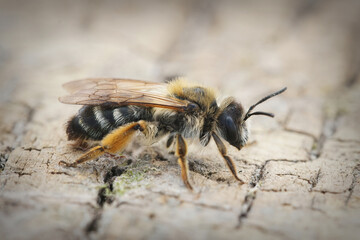 Lateral Closeup of a female White bellied Mining Bee , Andrena gravida on a piece of wood