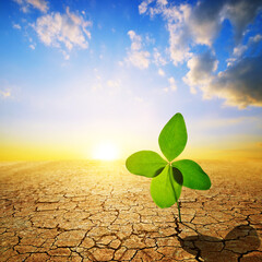 Green four leaf lucky clover growing from dried cracked soil. Concept of climate change, global...