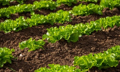 green lettuce in the garden