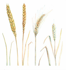 Fototapeta premium watercolor image of wheat and rye ears on a white background
