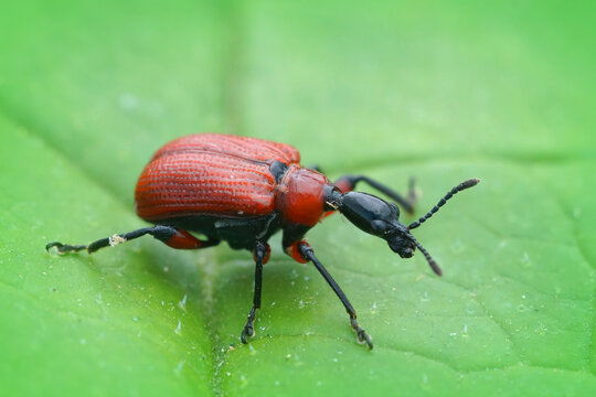 Closeup of a small red colorful  hazel-leaf roller weevil , apoderus coryli, on a green leaf