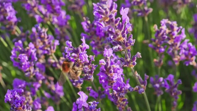Honey Bees. Lavender flowers in Provence