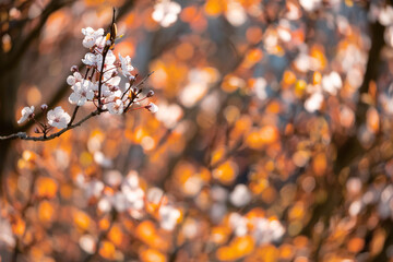 Autumn white flowers on a tree, brown leafs out of focus in the background. Spring time theme. Selective focus