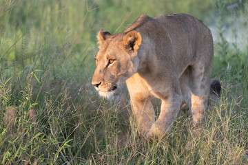 Naklejka na ściany i meble Beautiful Lion Caesar in the golden grass of Masai Mara, Kenya