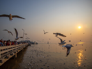 Sunset at Bang Pu Thailand , There are lots of seagulls fly, Recreation Center. Migratory seagulls...