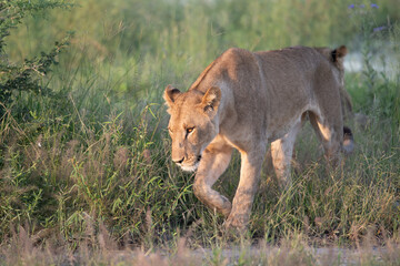 Beautiful Lion Caesar in the golden grass of Masai Mara, Kenya