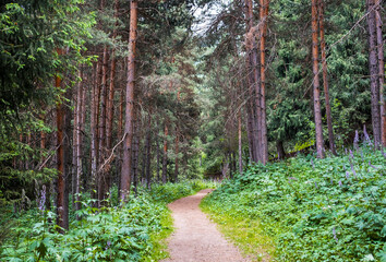 empty footpath through a beautiful pine forest