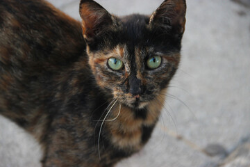 Cat looks directly into the lens.