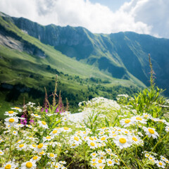 Summer landscapes of the Caucasus mountains in Krasnaya Polyana ski resort, Russia, Sochi. Mount Black Pyramid 2300m. chamomile in a mountain meadow