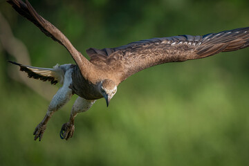 Bird in flight - Grey-headed fish eagle