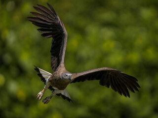 Bird in flight - Grey-headed fish eagle