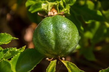 Passiflora fruit close-up outdoors.