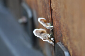 Mold at the wood door