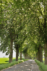 bl&uuml;hende Kastanienallee im Fr&uuml;hling und Landweg mit Kopfsteinpflaster