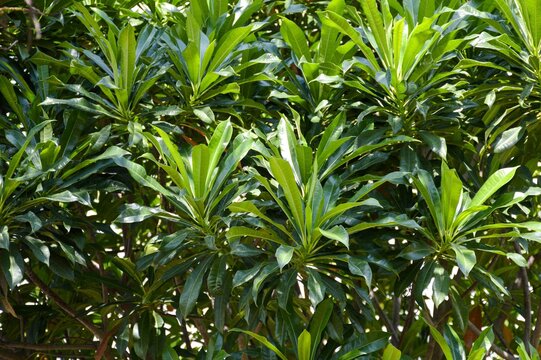 fresh green cerbera odollam leaves in nature garden