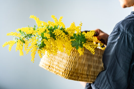 Woman holding bouquet of mimosa in the basket.
