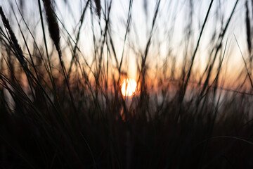 Blurred Reed Silhouette View at Baltic Sea. Summer Sunset Time