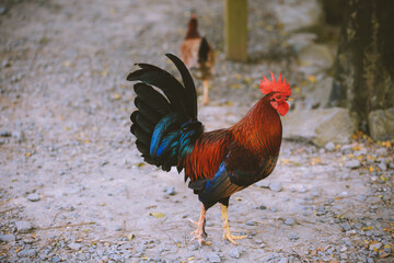 Chickens，Rooster in Oahu, Hawaii