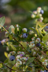 Cultivated Highbush Blueberry plant with Berries. Garden Treasures. Bio Berries