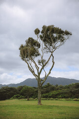 Tree at Kualoa Regional Park, Oahu, Hawaii