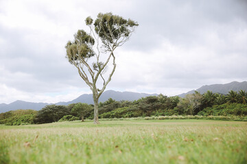 Obraz premium Tree at Kualoa Regional Park, Oahu, Hawaii